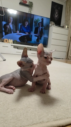 Don-Sphynx-Kitten