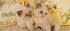 2 wunderschöne  Ragdoll  kittens