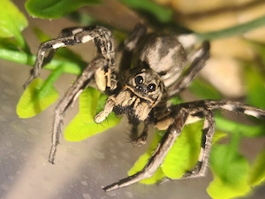 Lycosa Tarantula 0.1
