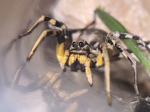 lycosa Tarantel 0.1