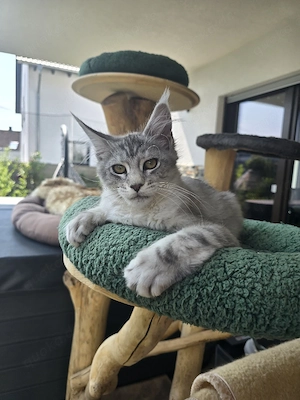 Main coon kitten