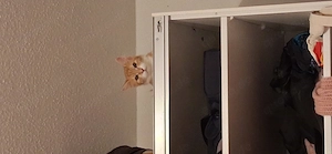Katze zu verschenken 