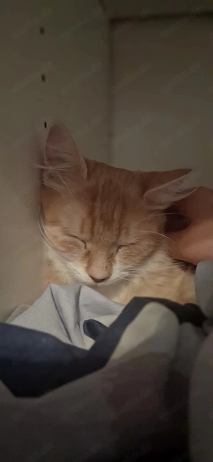 Katze zu verkaufen 