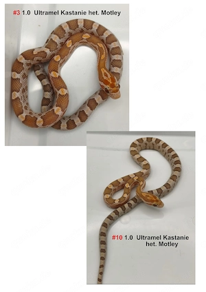 Kornnatter NZ26   Ultramel Kastanie het. Motley    FFM + Hamm möglich