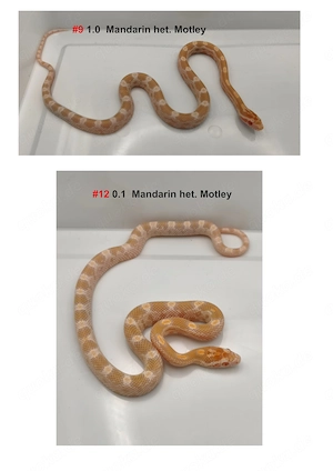 Kornnatter NZ 26 Mandarin het. Motley   FFM + Hamm möglich