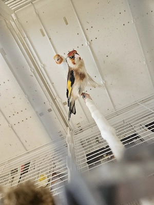 Stieglitz Vögel 