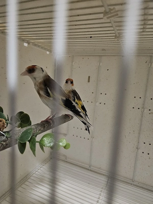 Stieglitz Vögel 