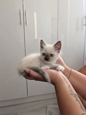 Wunderschöne Siam Kitten 