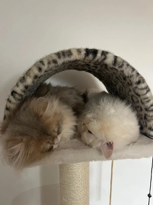 2 Katzen zum Verkauf (BLK)