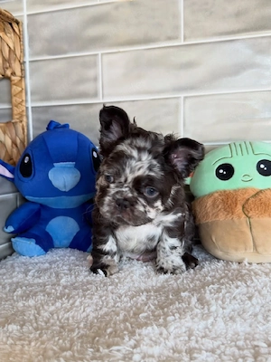 Reinrassige Französische Bulldogge   Bereit für ein liebevolles Zuhause für immer!