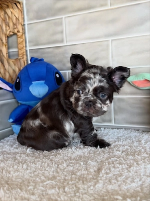 Reinrassige Französische Bulldogge   Bereit für ein liebevolles Zuhause für immer!