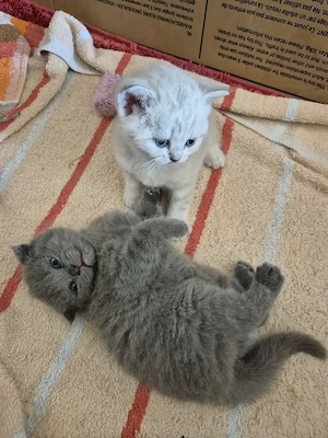 BKH Baby Kitten