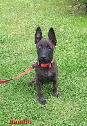 Malinois X-Herder Welpen 