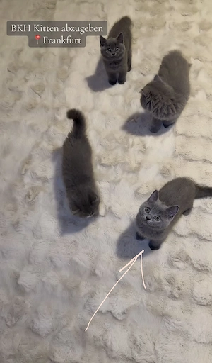 Süßer BKH-Kitten sucht ein liebevolles Zuhause 