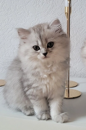 Chinchilla Perser   BKH kitten
