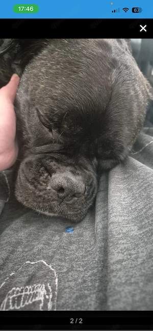 franz bulldogge mischling dringend abzugeben 