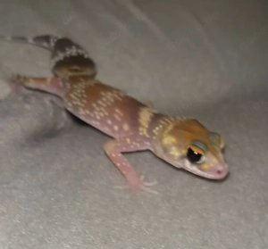 underwoodisaurus milli (dickschwanzgecko)