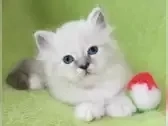 Heilige Birma Kitten 1300mit Ahnentafel,
