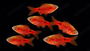 Prachtbarben Pethia conchonius