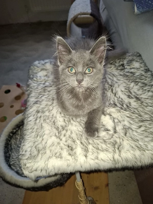 Norwegische Waldkatzen Kitten zu vermitteln 