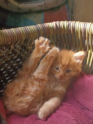 Waldkatzen Kinder suchen ein neues Zuhause