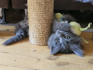 Norwegische Waldkatzen Kitten zu vermitteln 