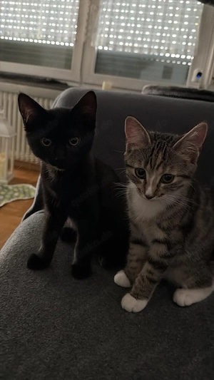 Baby Kitten Mädchen 12 wochen alt suchen liebevolles zu Hause