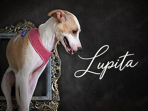 Lupita - gute Laune auf vier Pfoten