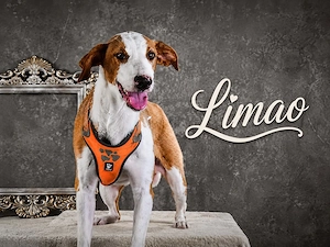 Limao - sucht seine Menschen