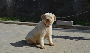 ESTRELA    sucht ihren Neuanfang  Bild 4