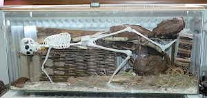 Terrarium Nagarium in Karlsruhe abzugeben, nur Abholung! Bild 3