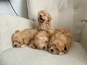 Wunderschöne Maltipoo-Welpen