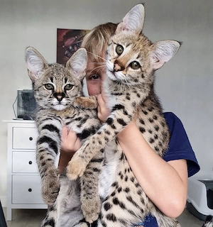 Gut erzogene Bengal-Kätzchen abzugeben.