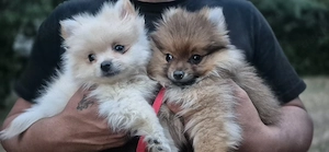 Pomeranian hunde