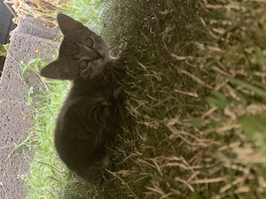 Katzenmädchen abzugeben 