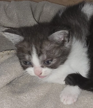 1 Kleines Katerchen abzugeben 