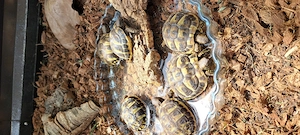 Griechische Landschildkröten abzugeben (Testudo hermanni)