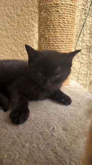BKH Kitten Männchen 