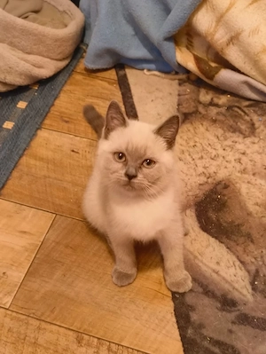 Süße BKH Katzen Babys 