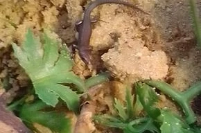 Zootoca vivipara Waldeidechse