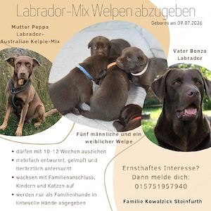 Hundewelpen, Labrador, Welpen , Welpe, 