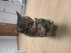 BKH katze sucht ein neues Zuhause