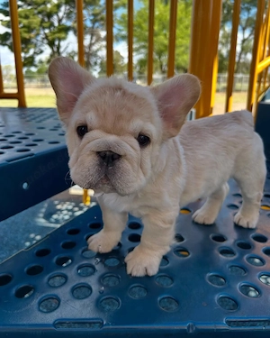 Lernen Sie Marcus kennen   Eine kleine Französische Bulldogge mit einem großen Herzen   