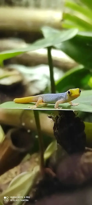1.3 Lygodactylus Conrauis 