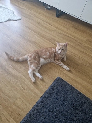 Libevoller Kater 