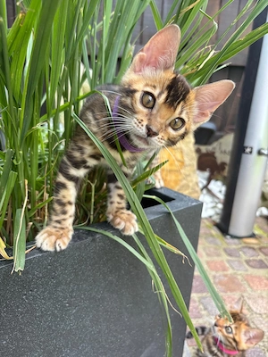 Bengal Kitten