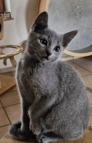 Russisch blau Kitten mit Stammbaum + Gesundheitsnachweisen 