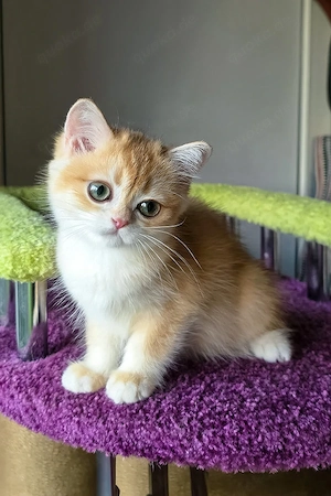 Wunderschönes, 3 Monate altes Katzenmädchen   geimpft, entwurmt und bereit für ein liebevolles Zuhau