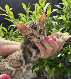 Bengal Kitten