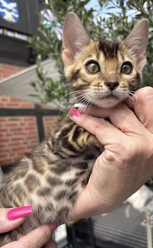 Bengalkitten
